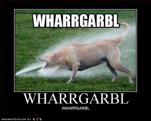 http://borderreporter.com/wp-content/uploads/2010/02/funny-dog-pictures-loldogs-wharrgarbl.jpg